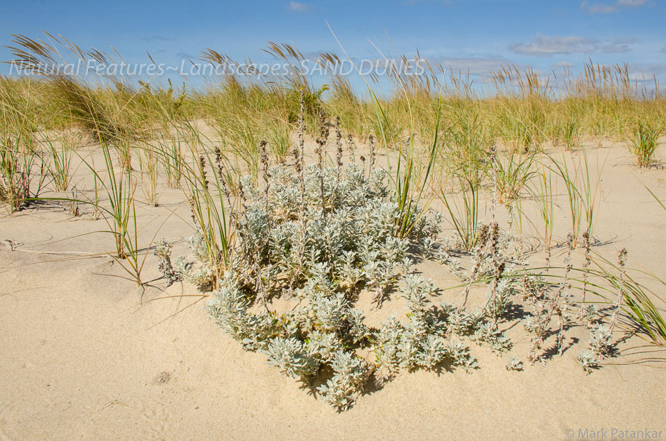 Sand-Dunes-54.jpg