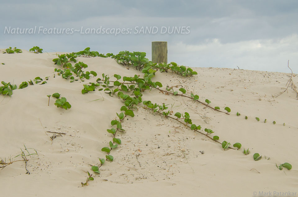 Sand-Dunes-65.jpg