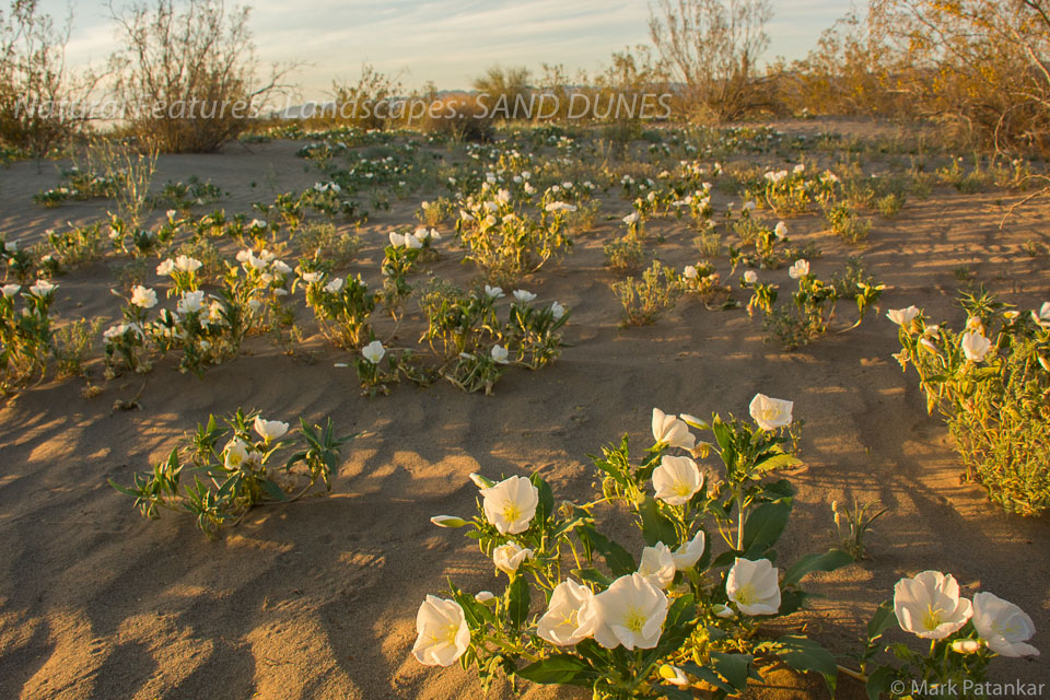 Sand-Dunes-68.jpg