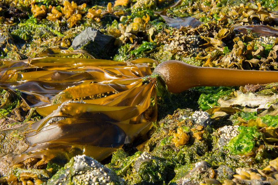 Tide-Pools-16.jpg