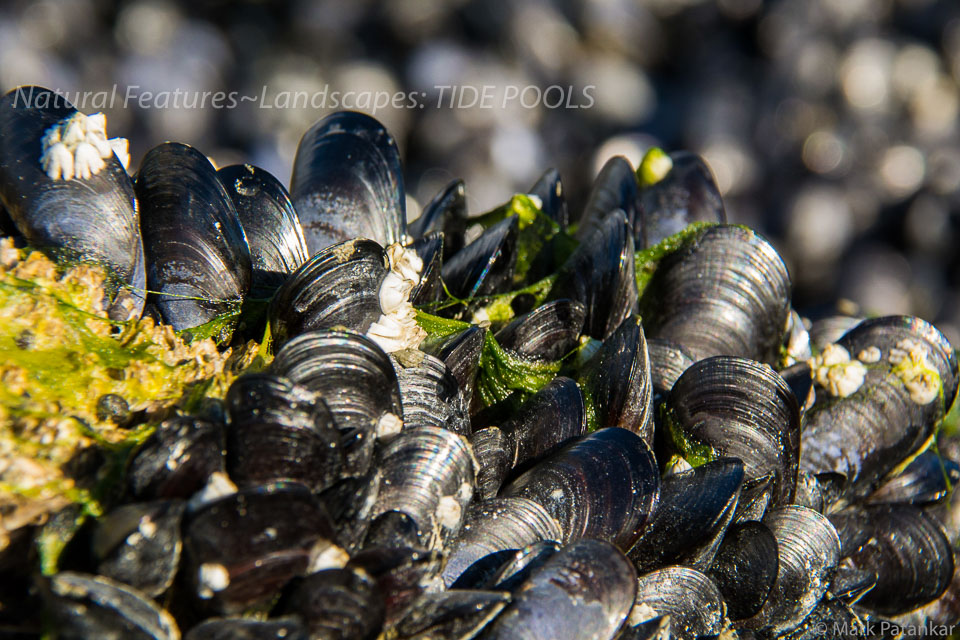 Tide-Pools-18.jpg