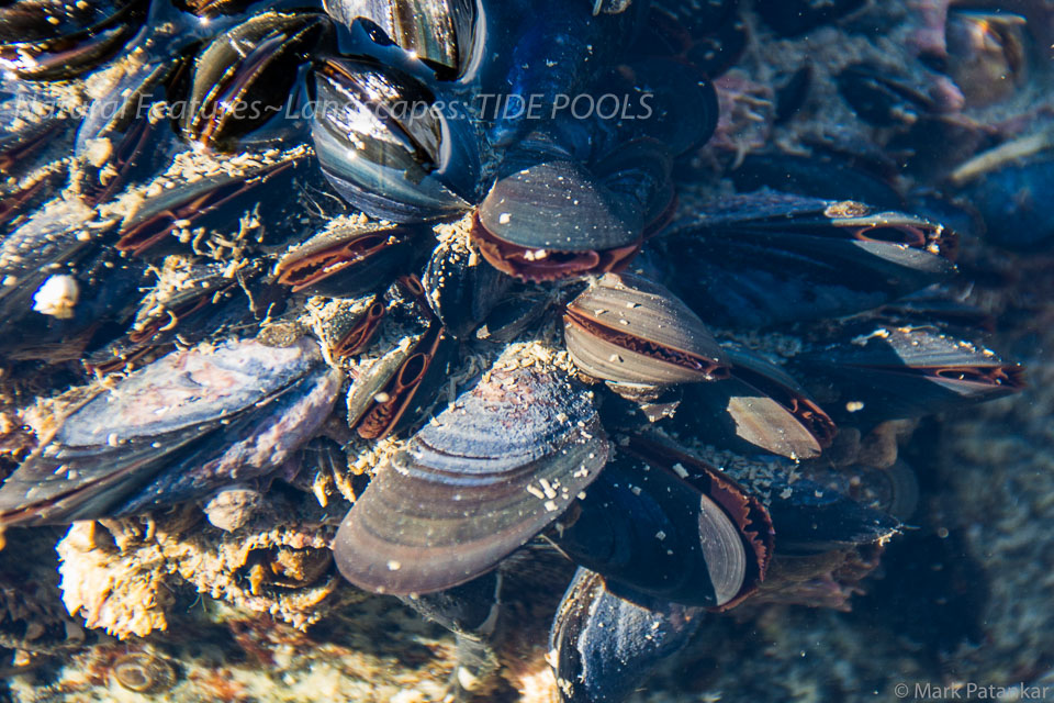 Tide-Pools-20.jpg