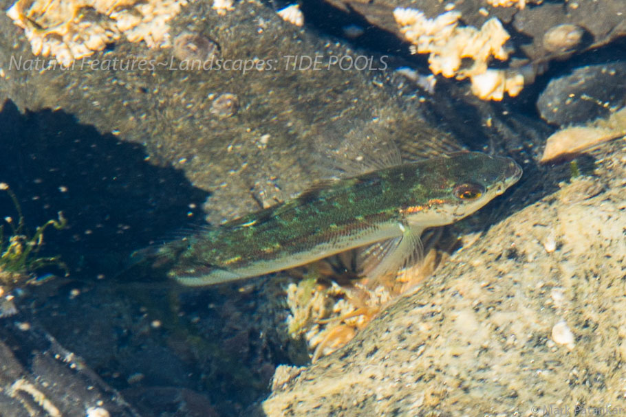 Tide-Pools-21.jpg