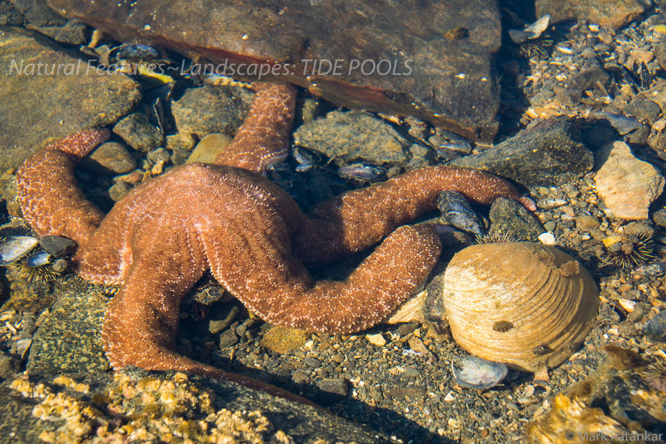 Tide-Pools-22.jpg