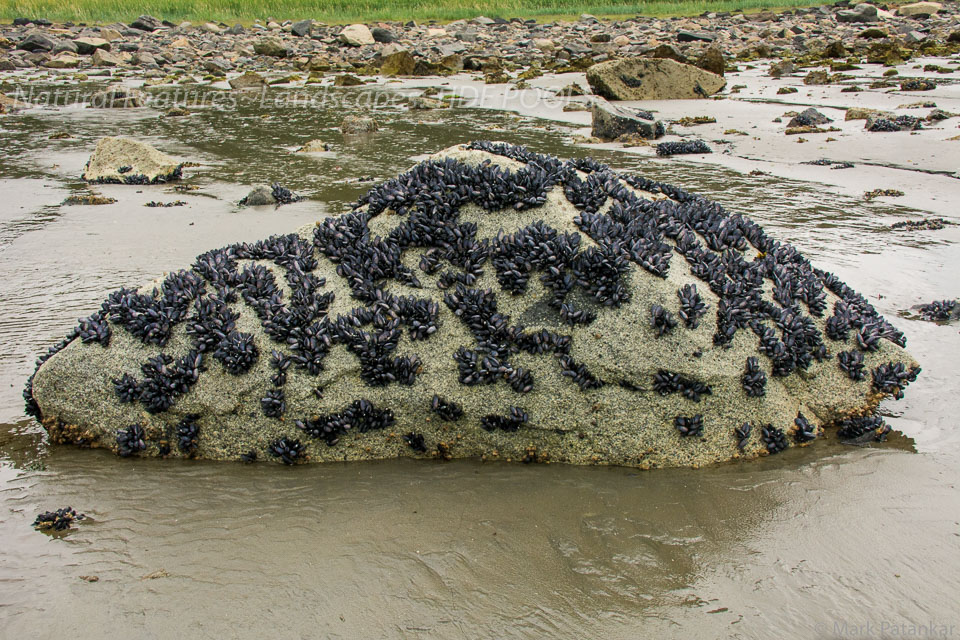 Tide-Pools-26.jpg