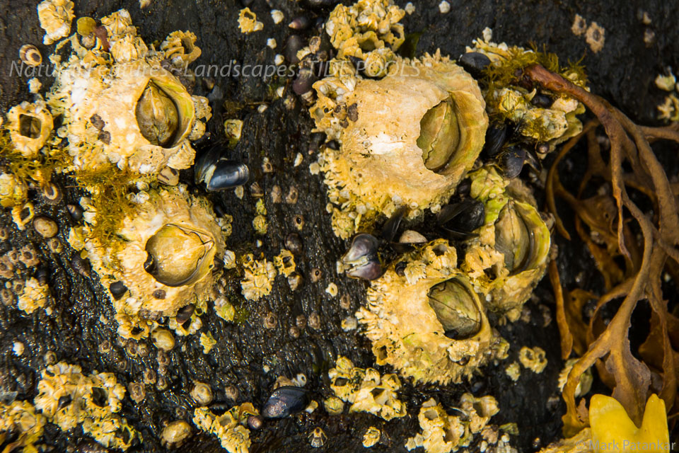 Tide-Pools-35.jpg