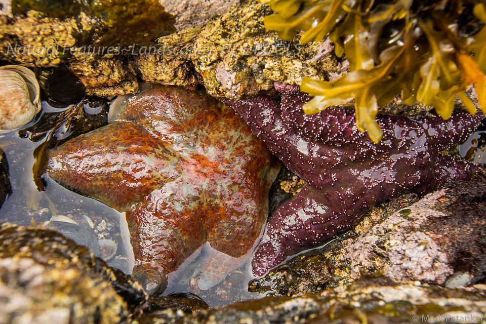 Tide-Pools-41.jpg