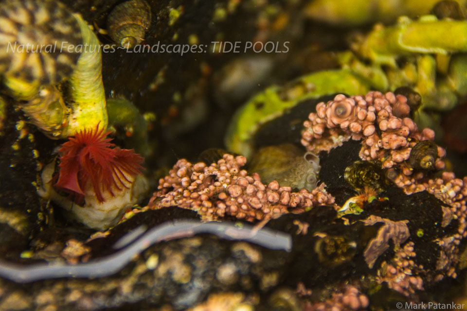 Tide-Pools-45.jpg