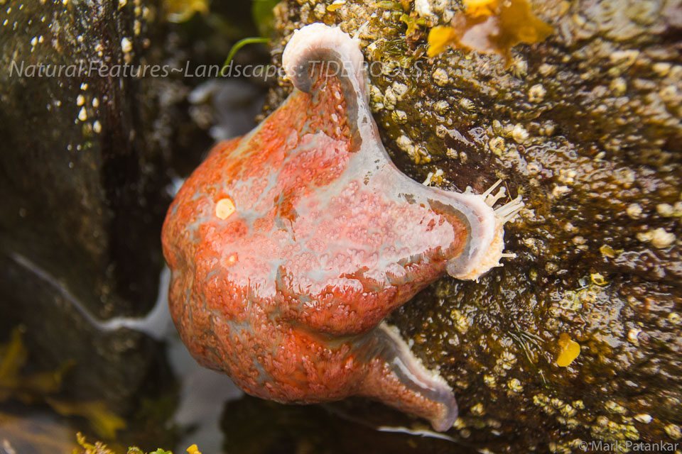 Tide-Pools-46.jpg