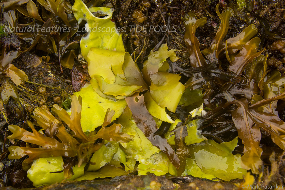 Tide-Pools-47.jpg