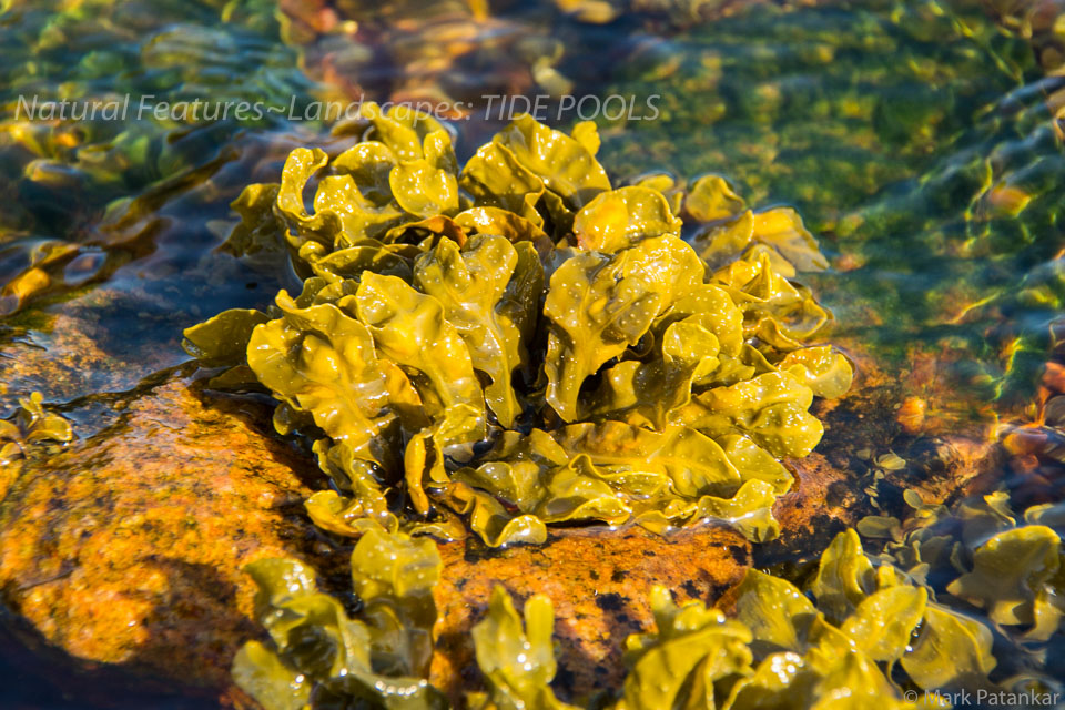 Tide-Pools-7.jpg