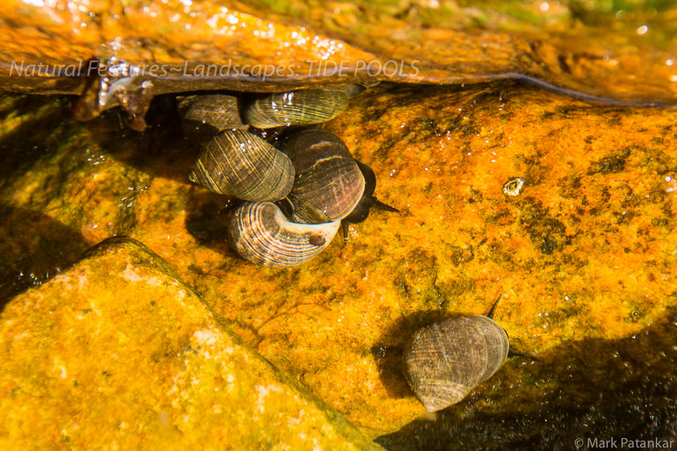 Tide-Pools-9.jpg