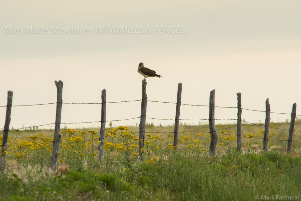 Windmills---Fences-13.jpg