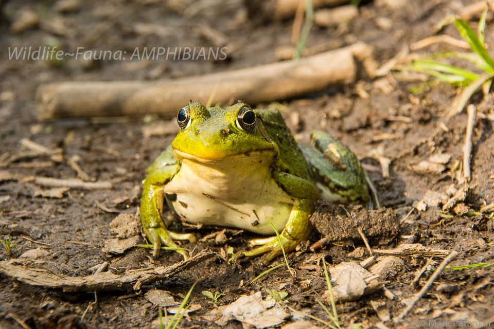 Amphibians-18.jpg