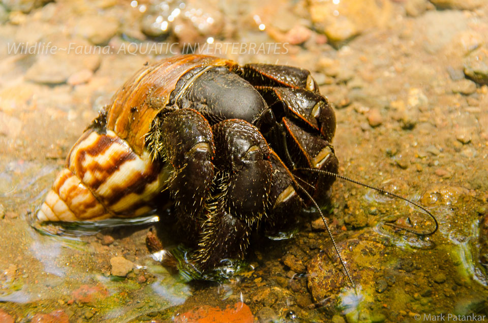 Aquatic-Invertebrates-1.jpg