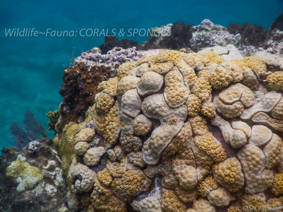 Corals---Sponges-12.jpg