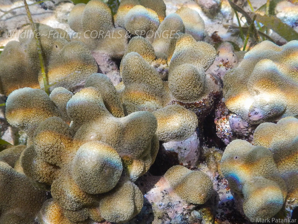 Corals---Sponges-30.jpg