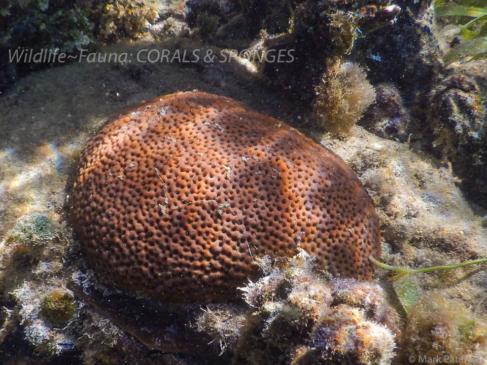 Corals---Sponges-40.jpg