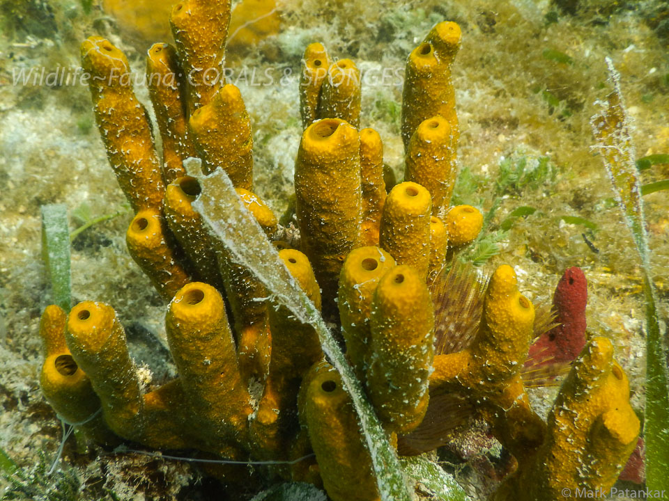 Corals---Sponges-43.jpg