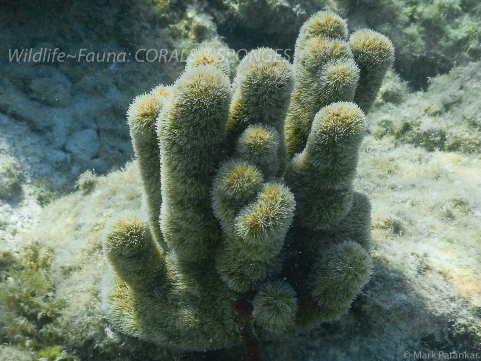 Corals---Sponges-53.jpg