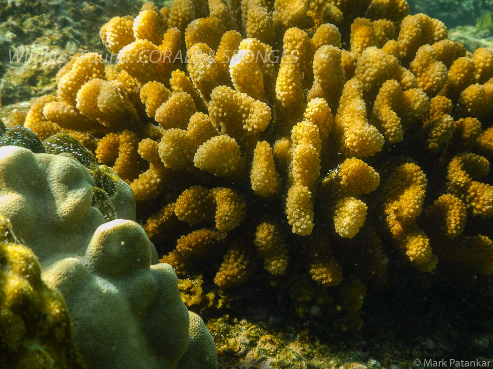 Corals---Sponges-56.jpg