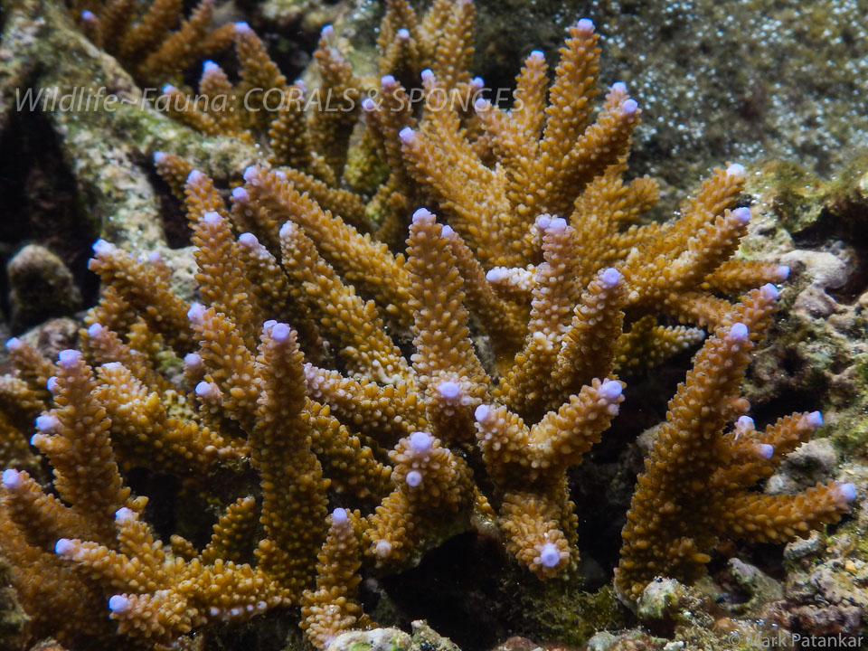 Corals---Sponges-57.jpg