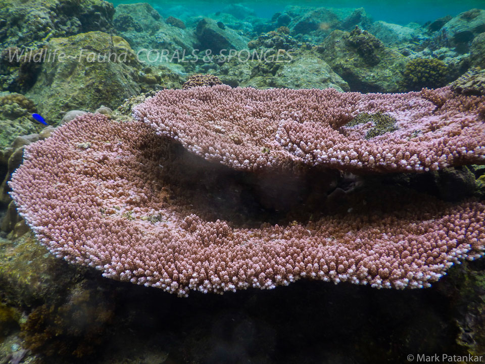 Corals---Sponges-58.jpg