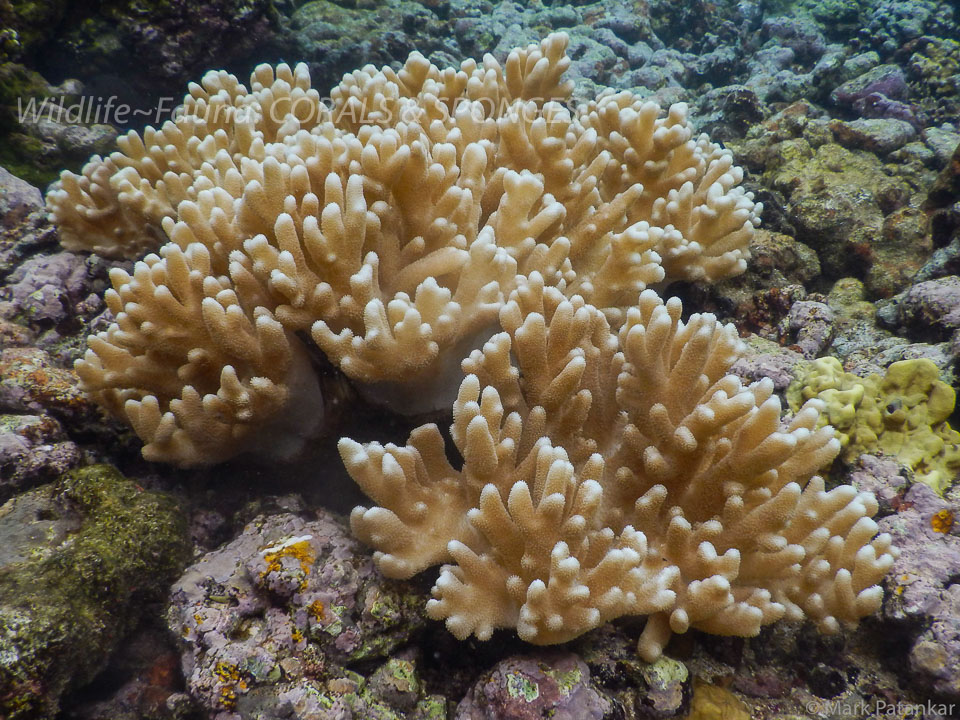 Corals---Sponges-59.jpg