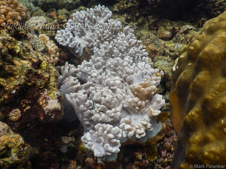 Corals---Sponges-60.jpg