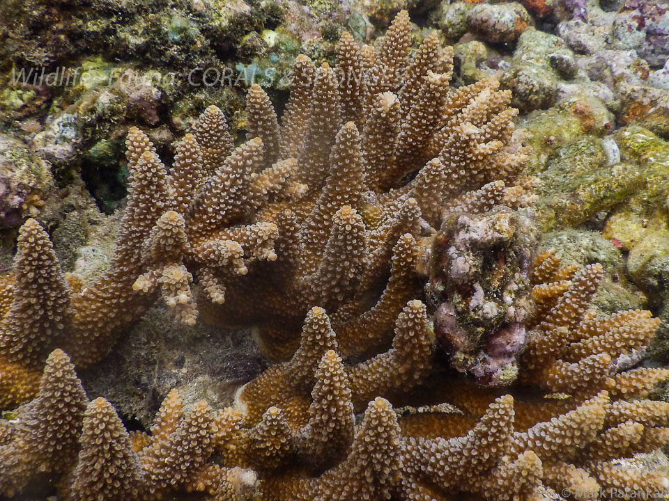 Corals---Sponges-61.jpg