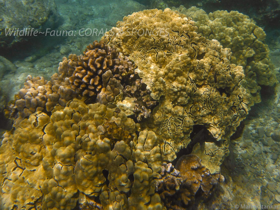 Corals---Sponges-84.jpg