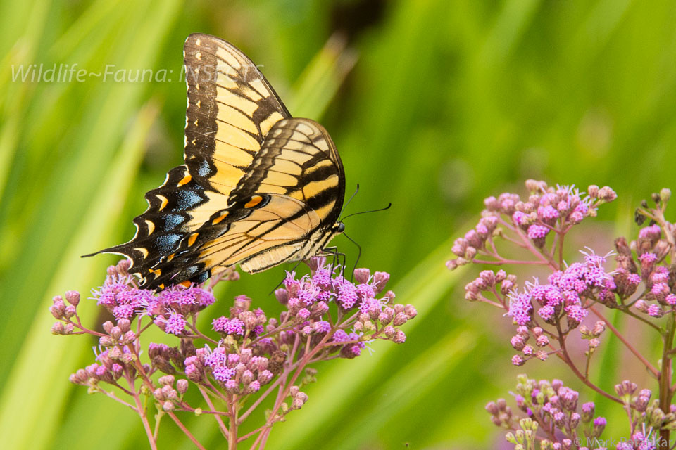 Insects-100.jpg