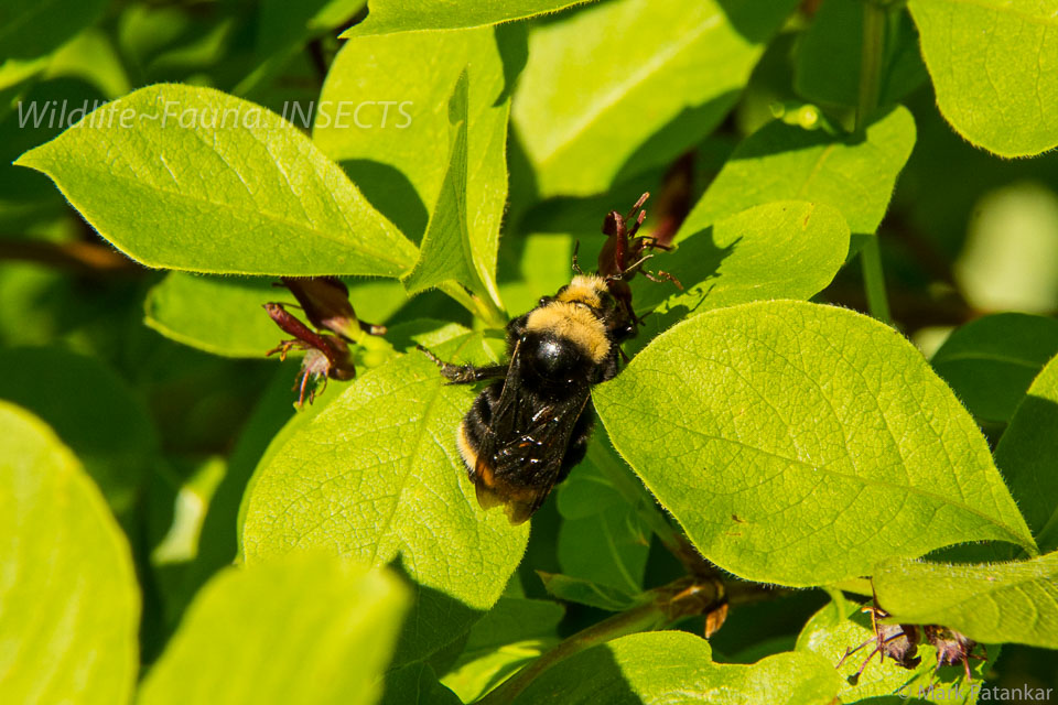 Insects-163.jpg