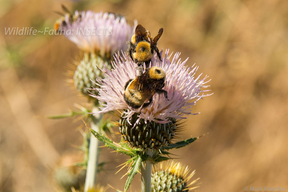 Insects-171.jpg