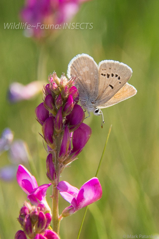 Insects-181.jpg