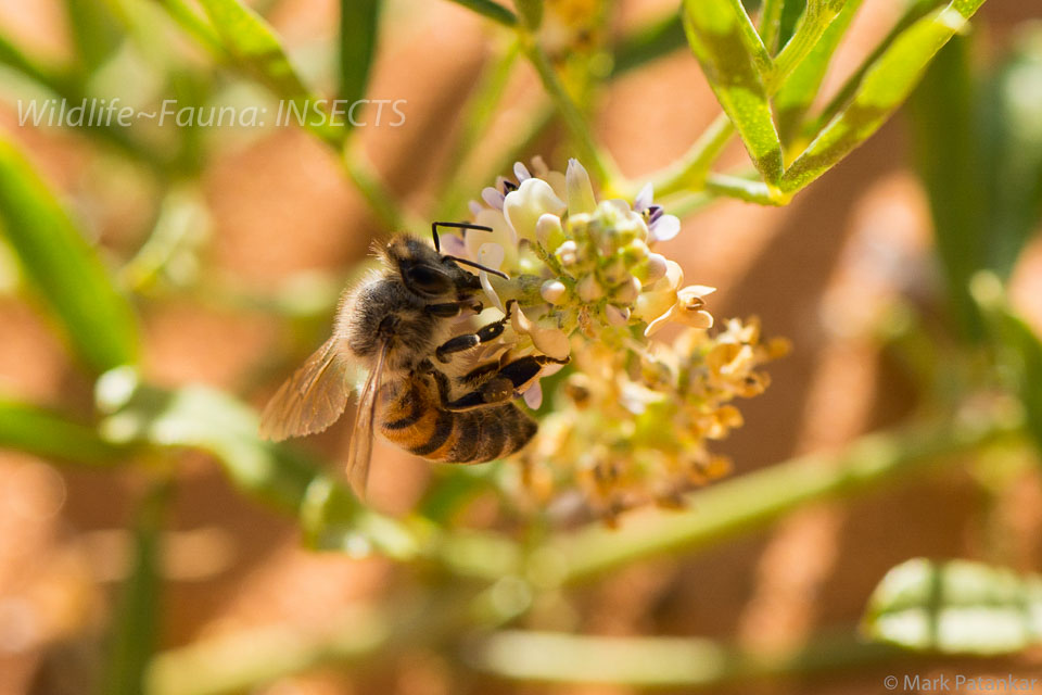 Insects-186.jpg