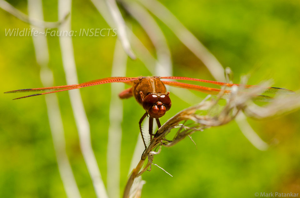 Insects-19.jpg