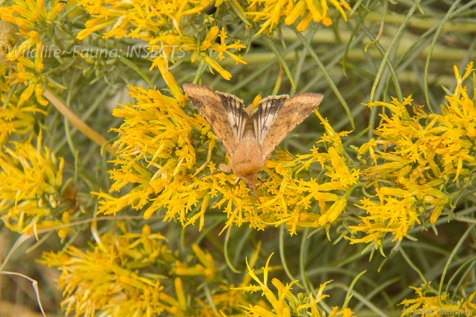 Insects-193.jpg