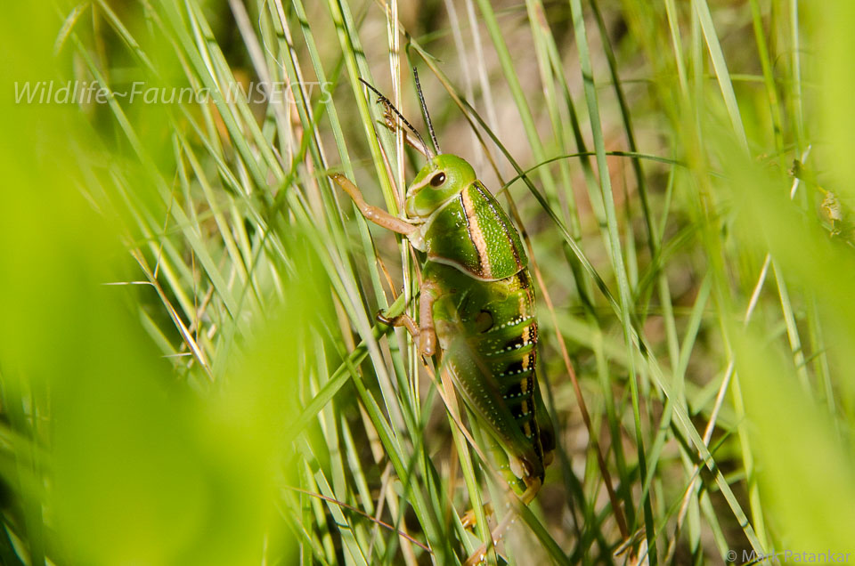 Insects-251.jpg