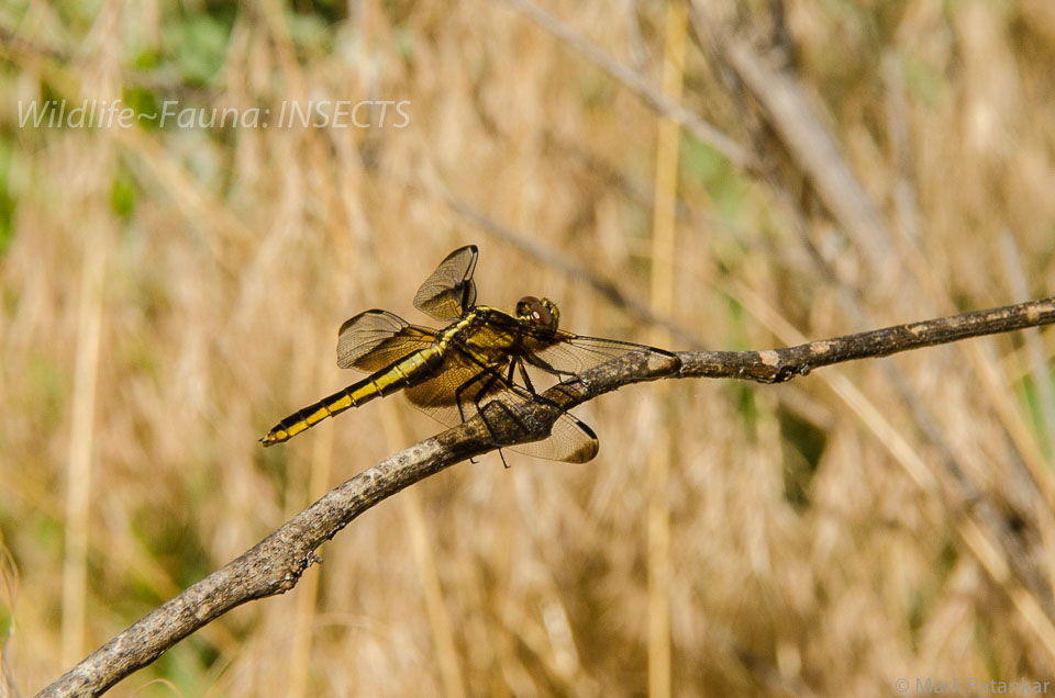 Insects-261.jpg