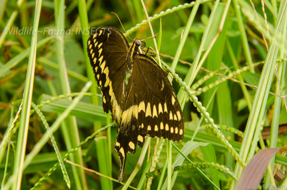 Insects-87.jpg