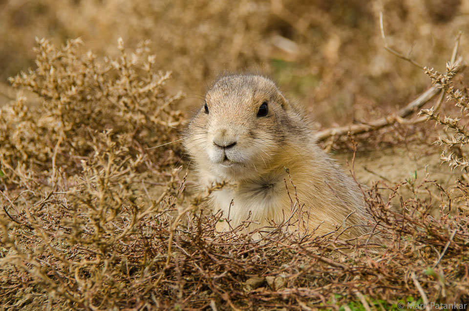 Land-Mammals-193.jpg