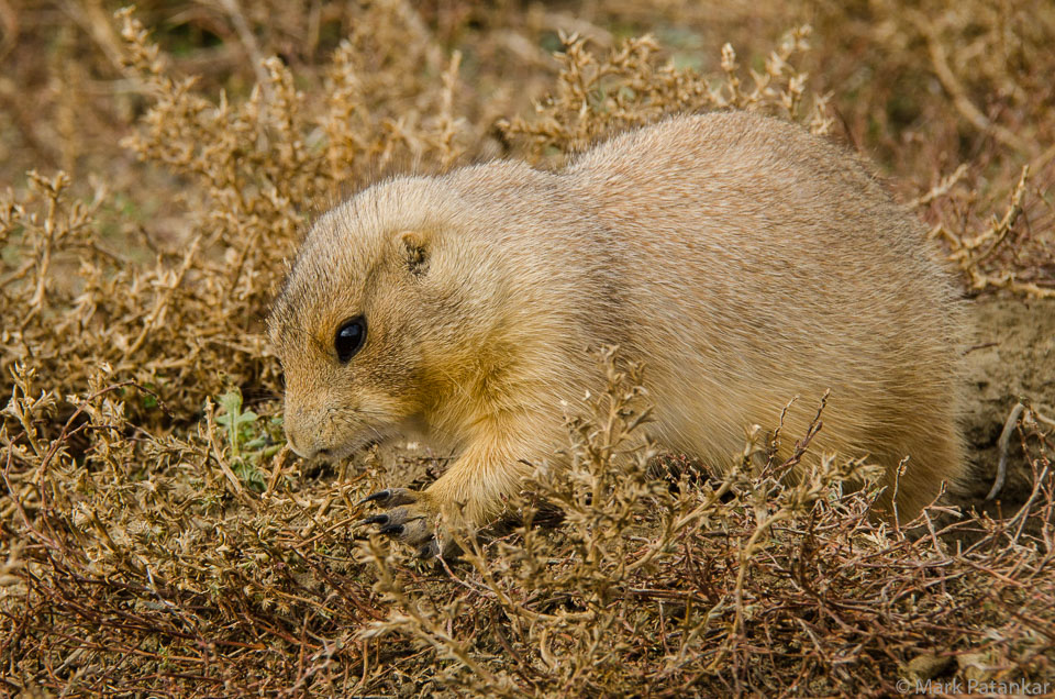 Land-Mammals-195.jpg