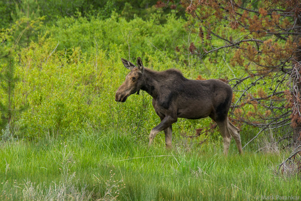 Land-Mammals-329.jpg