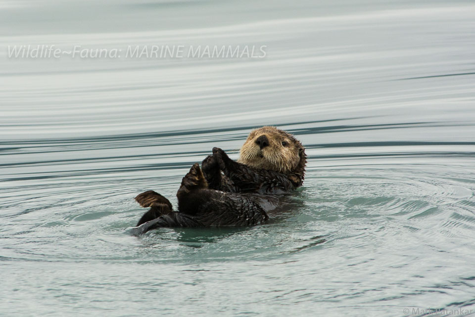 Marine-Mammals-28.jpg