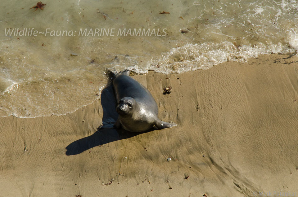 Marine-Mammals-55.jpg