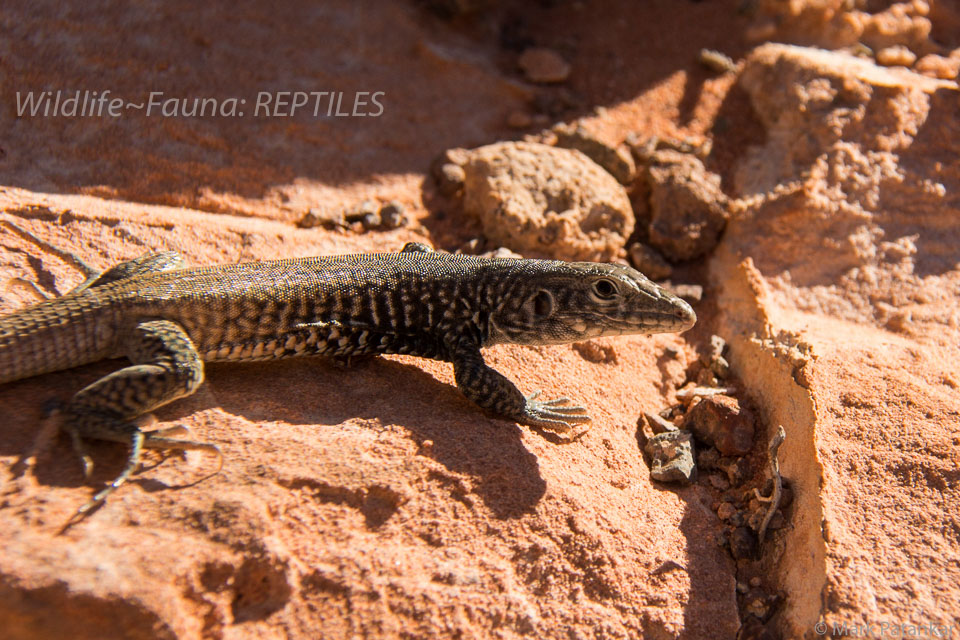 Reptiles-142.jpg