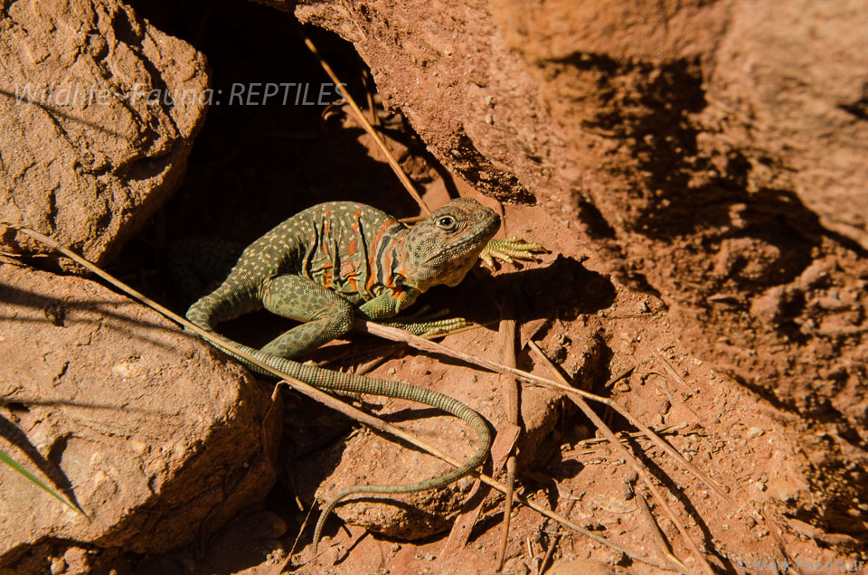 Reptiles-164.jpg