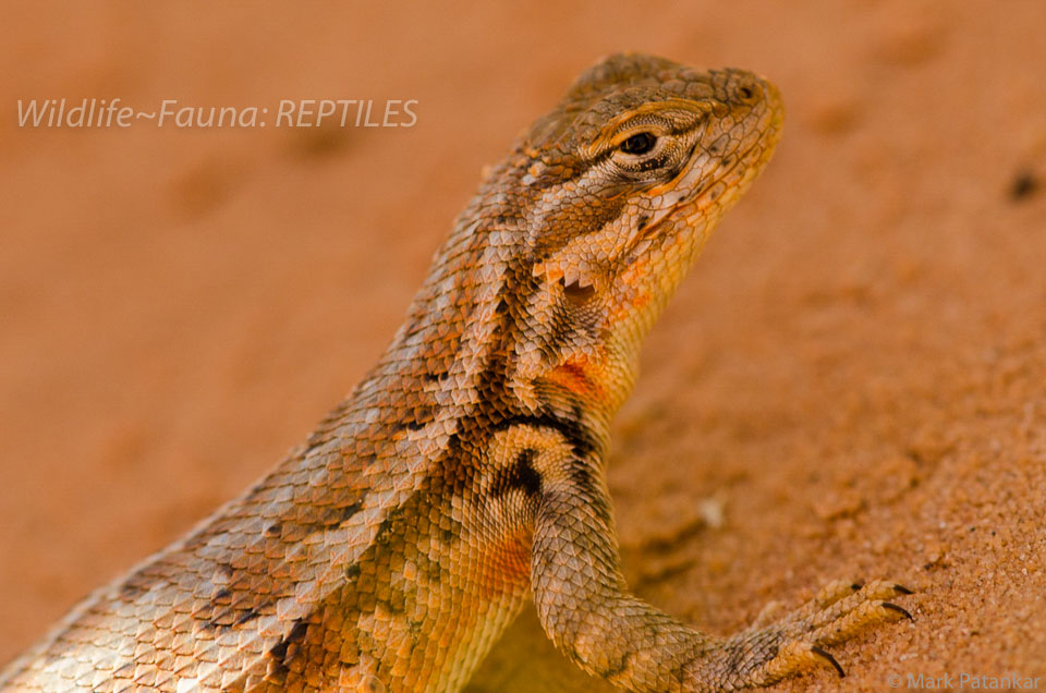 Reptiles-54.jpg