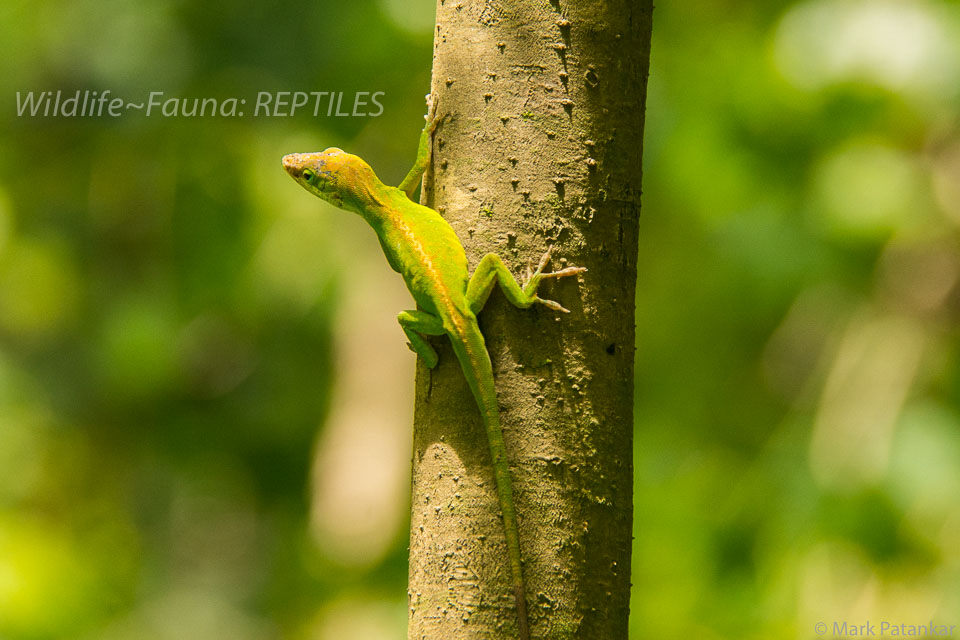 Reptiles-99.jpg